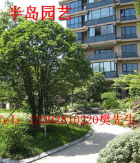半岛苗木 绿色生态的守护者，园林美化的先锋队